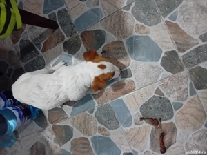 Vînd cățel Jak Rusel Terierr - imagine 4 Vînd cățel Jak Rusel Terierr - imagine 4