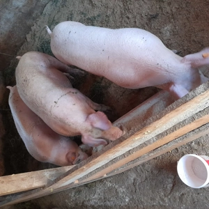 Porci mari 125 kg - 180 kg