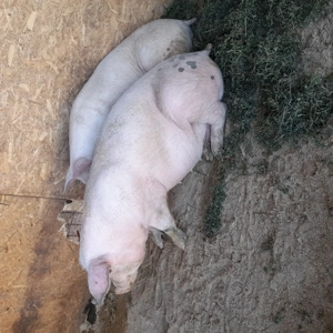 Porci mari 125 kg - 180 kg - imagine 3