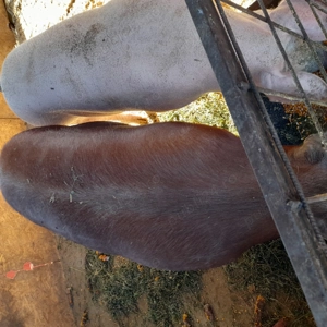 Porci mari 125 kg - 180 kg - imagine 2