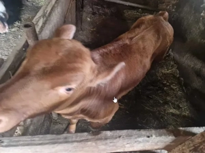 Vitel Angus rosu de carne - imagine 5 Vitel Angus rosu de carne - imagine 5