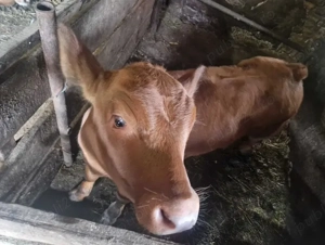 Vitel Angus rosu de carne