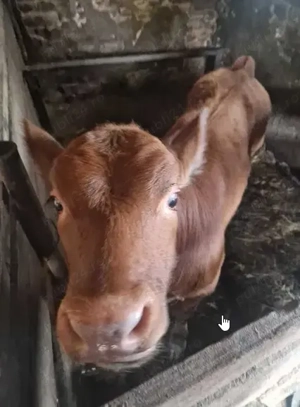 Vitel Angus rosu de carne - imagine 2 Vitel Angus rosu de carne - imagine 2