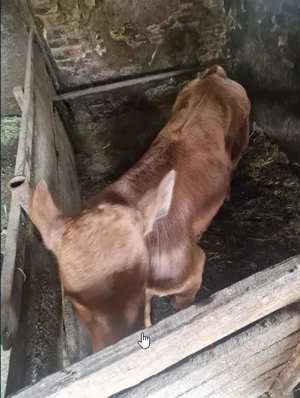 Vitel Angus rosu de carne - imagine 3 Vitel Angus rosu de carne - imagine 3