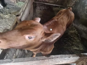 Vitel Angus rosu de carne - imagine 4 Vitel Angus rosu de carne - imagine 4