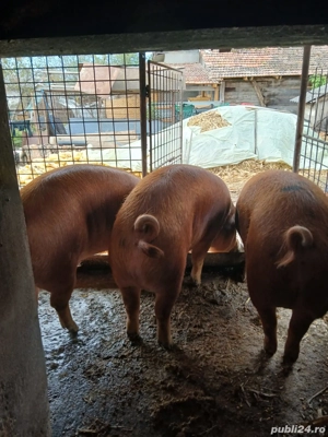 vând porci grasi - imagine 2