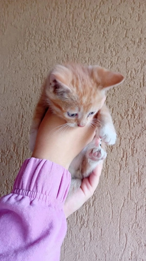 Pisicute care si cauta o casa