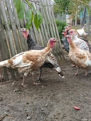 Vand curcan bibilica  - imagine 3