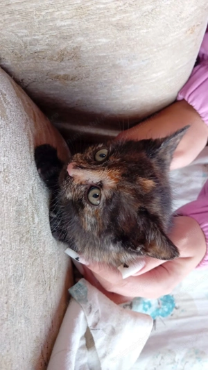 Pisicute care si cauta o casa  - imagine 2