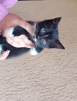 Pisicute care si cauta o casa  - imagine 4