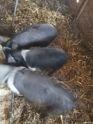 Vând 3purcele Bazna  - imagine 3