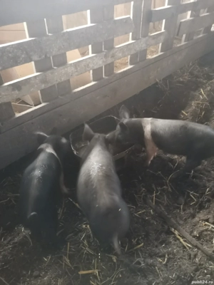 Vând 3purcele Bazna  - imagine 2