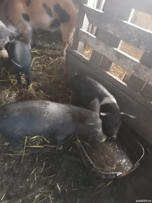 Vând 3purcele Bazna 