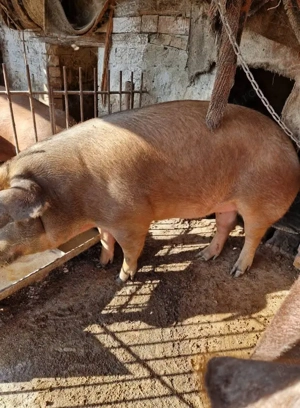 Vând porci  - imagine 2