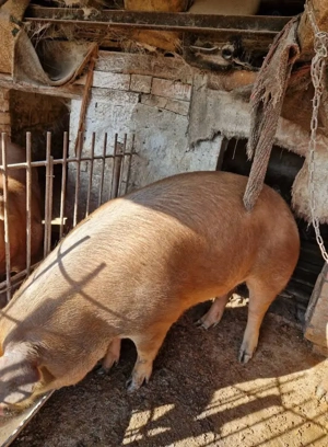 Vând porci 