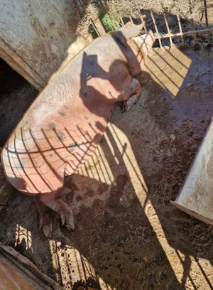 Vând porci  - imagine 4