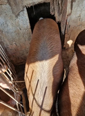 Vând porci  - imagine 3