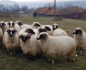 Berbeci din rasa turcana Breaza de prasila