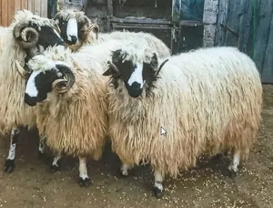 Berbeci din rasa turcana Breaza de prasila - imagine 2