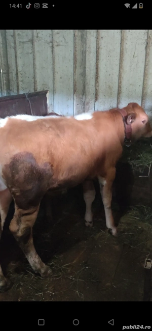 Vand tauras intarcat