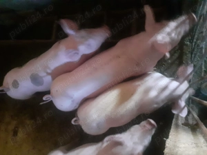 Vând purcei 14 saptamani