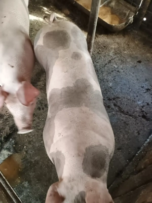 Porci de vânzare  - imagine 2