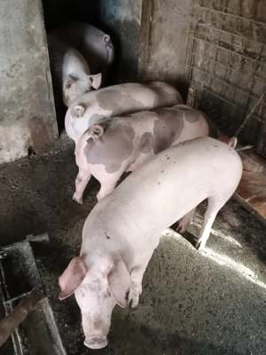 Porci de vânzare  - imagine 3