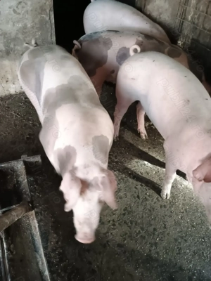 Porci de vânzare  - imagine 5