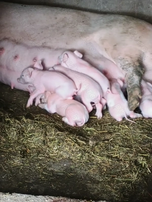 Porci de vânzare  - imagine 4