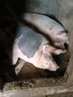 Porci de vânzare 