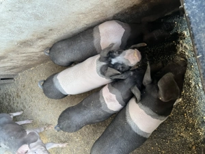 Purcei de vânzare  - imagine 3