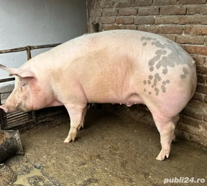 Porc de carne 300 kg 