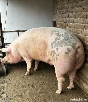 Porc de carne 300 kg  - imagine 4 Porc de carne 300 kg  - imagine 4