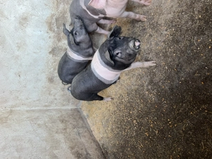 Purcei de vânzare  - imagine 4