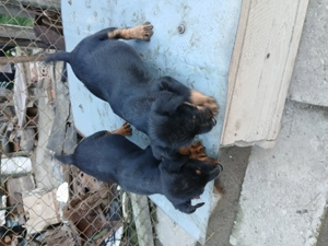 Vand 2 masculi jagdterrier 