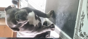 vind Bulldog Francez  - imagine 2