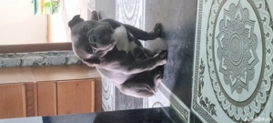 vind Bulldog Francez  - imagine 4