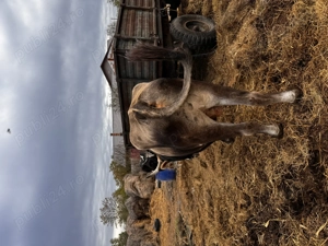 Bou de vânzare 1100 kg - imagine 2