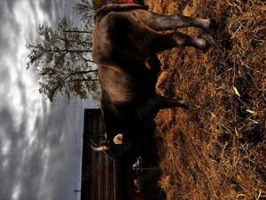 Bou de vânzare 1100 kg - imagine 3