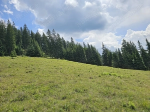 Teren de vanzare in Bucovina Comuna Breaza Zona Paraul Negrei - imagine 2