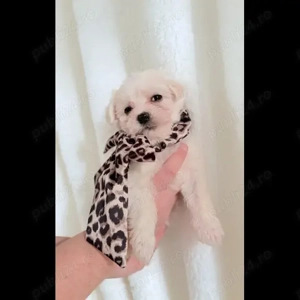 Căței Bichon maltezi înregistrați în KC de vânzare - publi24 - imagine 2