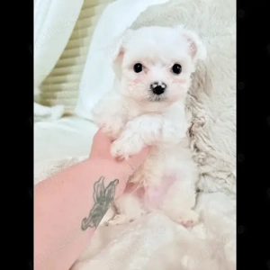 Căței Bichon maltezi înregistrați în KC de vânzare - publi24