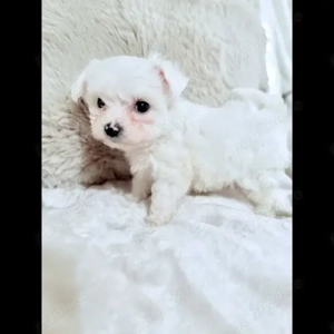 Căței Bichon maltezi înregistrați în KC de vânzare - publi24 - imagine 3
