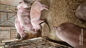 Purcei rasa Pietrain 30 kg - imagine 4