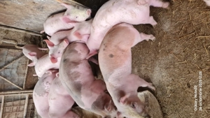 Purcei rasa Pietrain de vânzare 