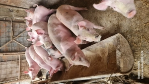 Purcei rasa Pietrain 30 kg - imagine 3