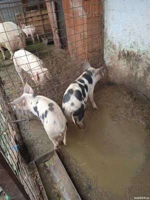 vând șoldani  - imagine 2