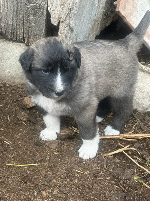 Catei Ciobanesc carapin Arges! - imagine 4 Catei Ciobanesc carapin Arges! - imagine 4