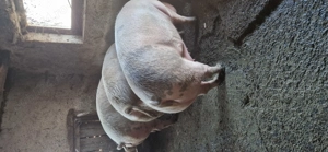 Vând porci de sacrificat 180-300 kg - imagine 2