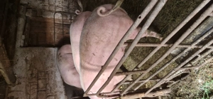 Vând porci de sacrificat 180-300 kg - imagine 3